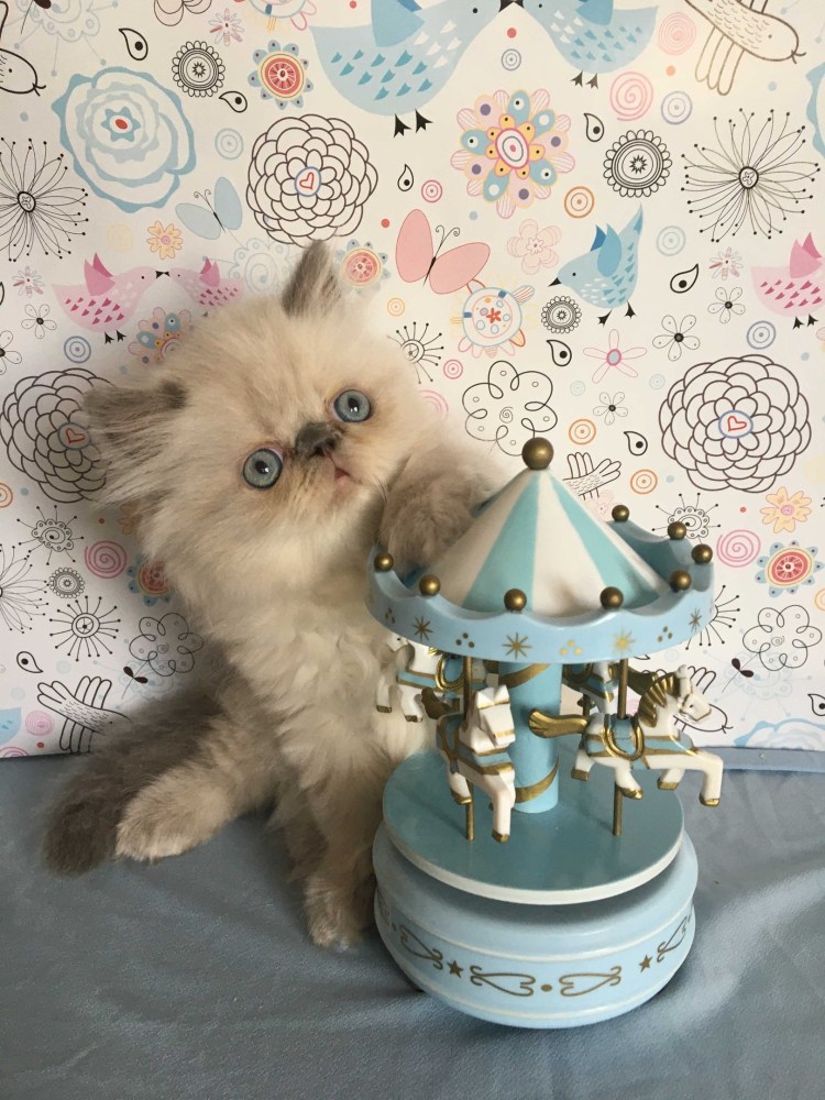 Полосатые котята до и после