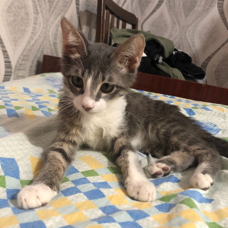 Отдам котика в добрые руки