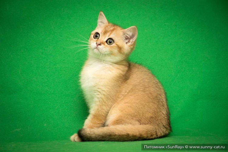 Грушки красивых котиков