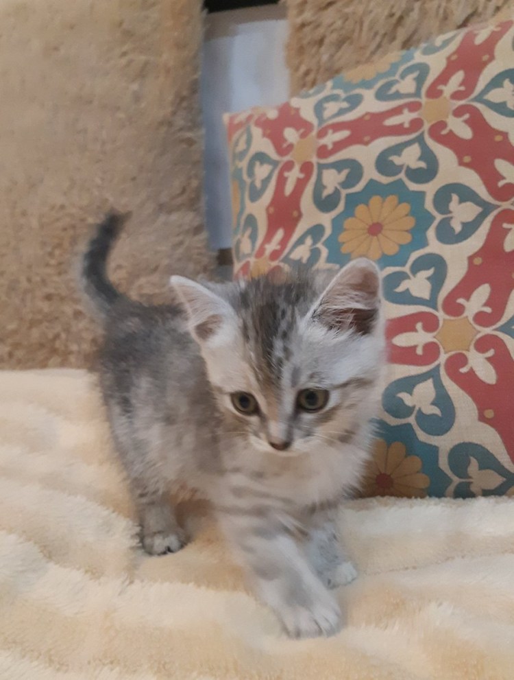 Бедные уличные котята