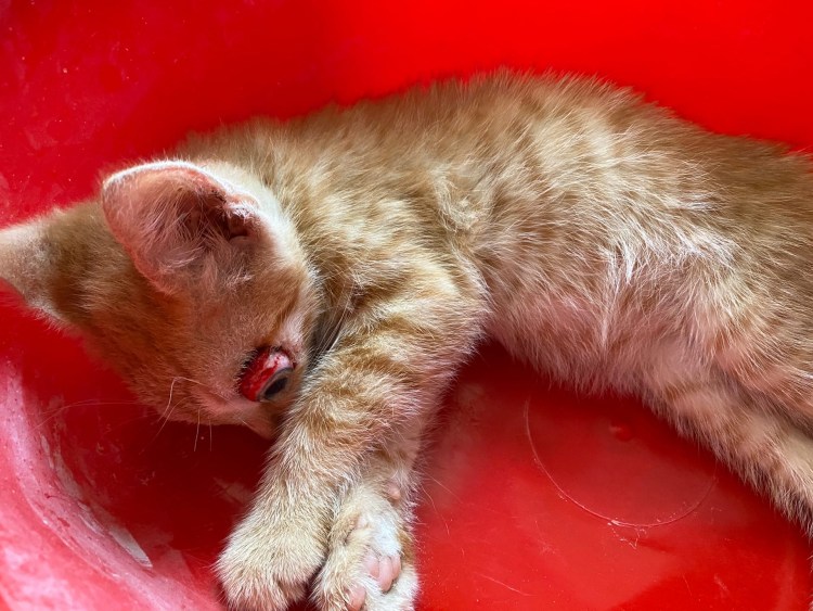 Очаровательные котята