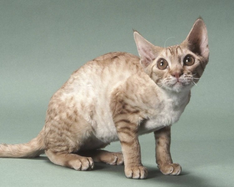 Кошка без шерсти порода Донской сфинкс