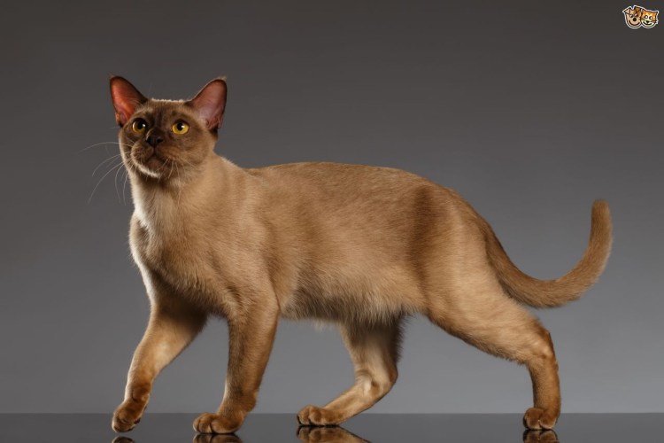 Кошка такса Манчкин