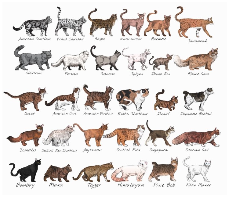 Бенгальская леопардовая кошка