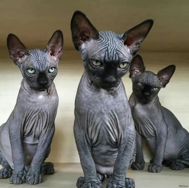 Окрас кошек британской породы