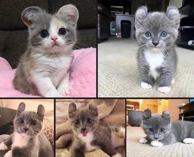 Бенгальская кошка Марбл