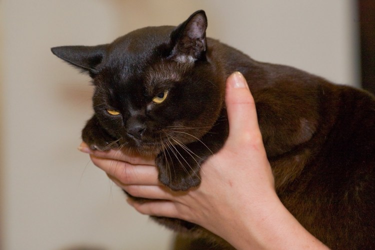 Кошки из питомника