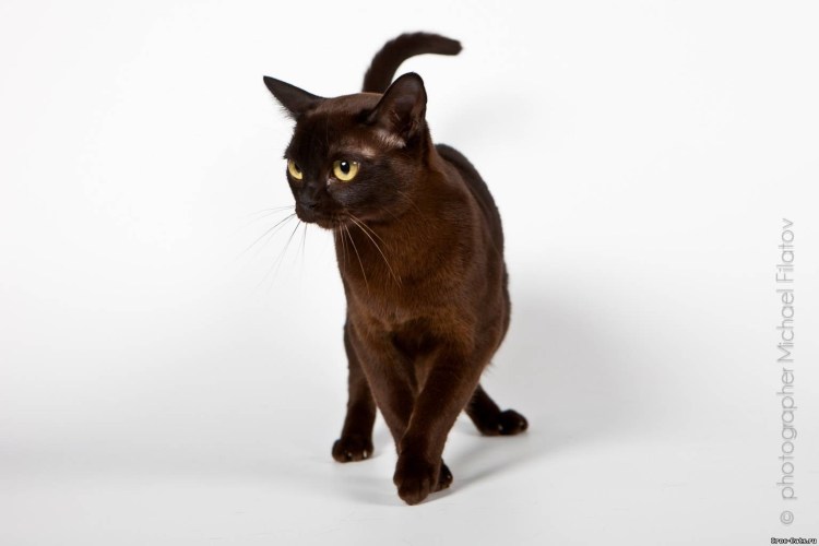 Показать продажу котят бурманчиков