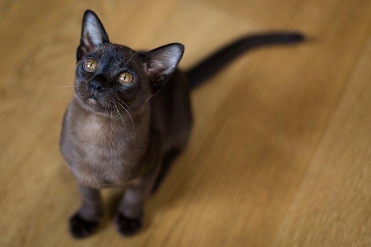 Инстаграм burmanskie_koshki_Amalgam