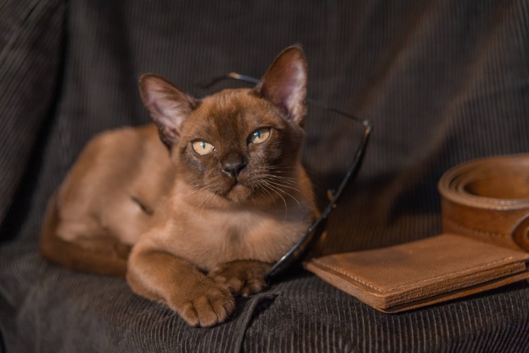 Бурманская короткошерстная кошка