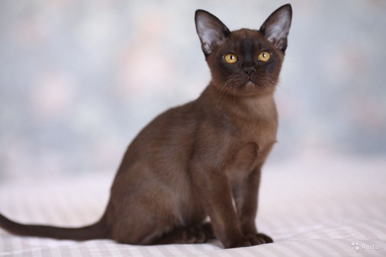 Котопес Бурманская кошка
