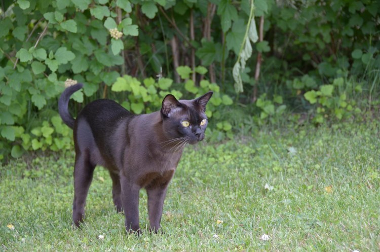 Синяя серая черная Бурманская кошка