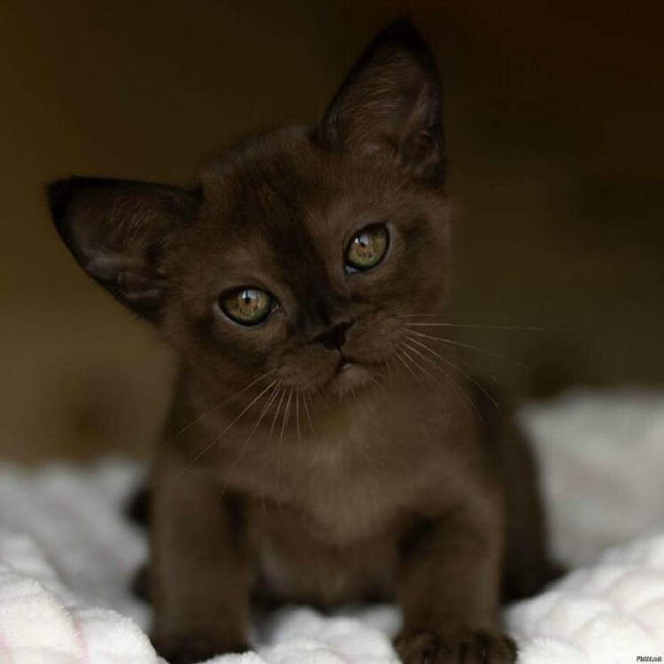 Европейская Бурма стандарты породы