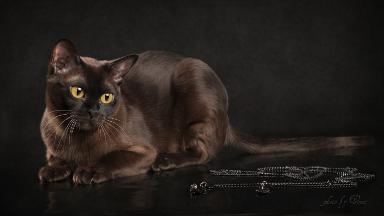 Европейская Бурманская кошка черная