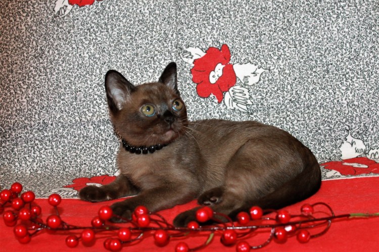 Бурманская кошка