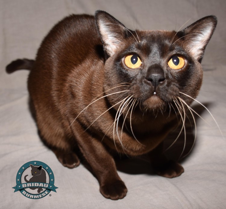 Бурманская кошка