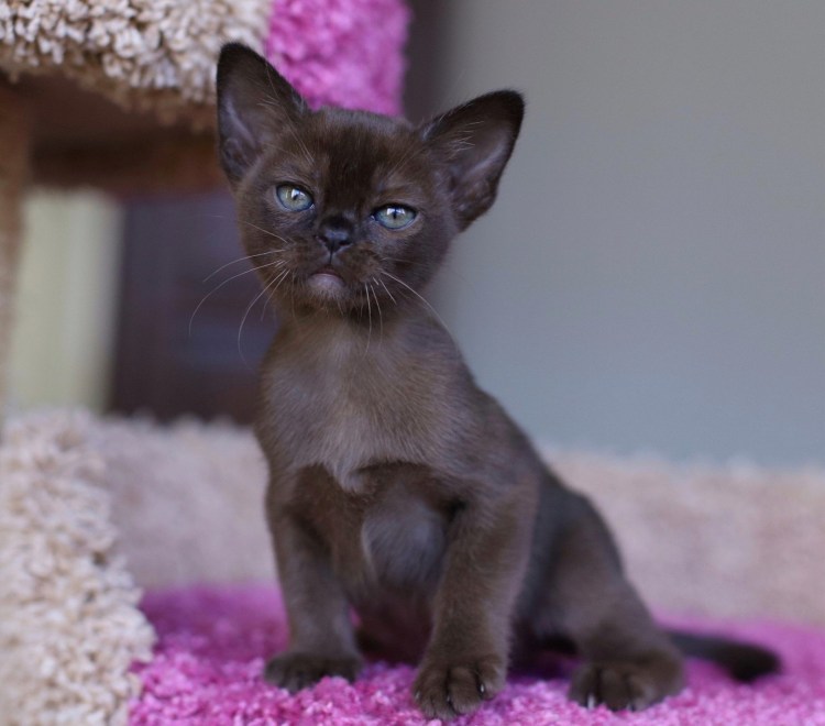 Черная кошка порода Бурманская