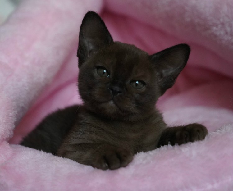 Бурманская кошка