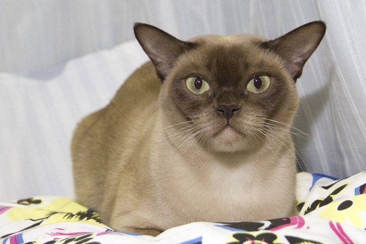 Кошки Бурма в гневе