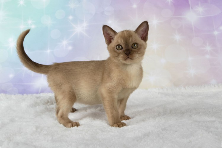 Бурма лиловая черепаха