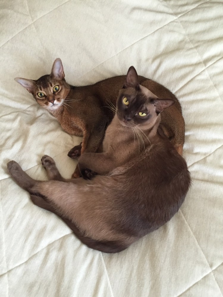 Бурманские кошки питомник