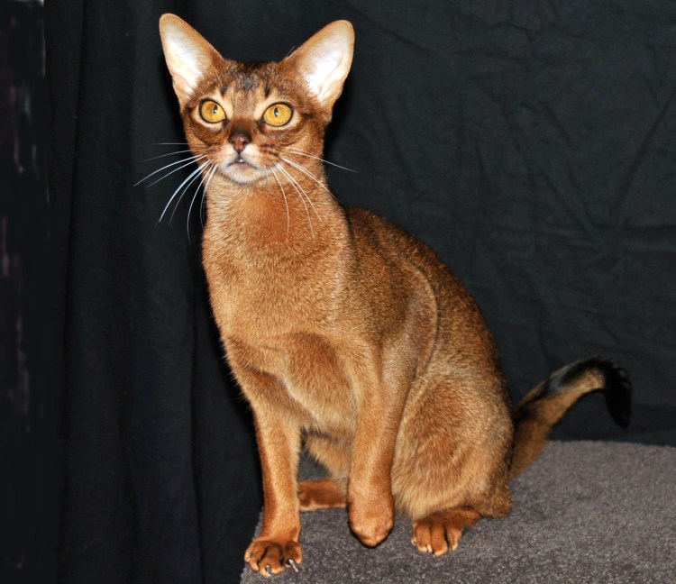 Метис бурманской и Абиссинской