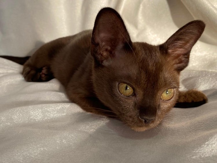 Бурма метис