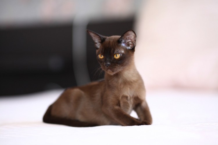 Красная Бурманская кошка