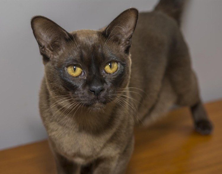 Блю энд Уайт кошка