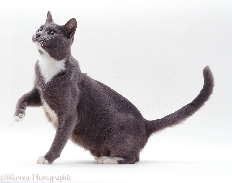 Кошка Бурма голубоглазая