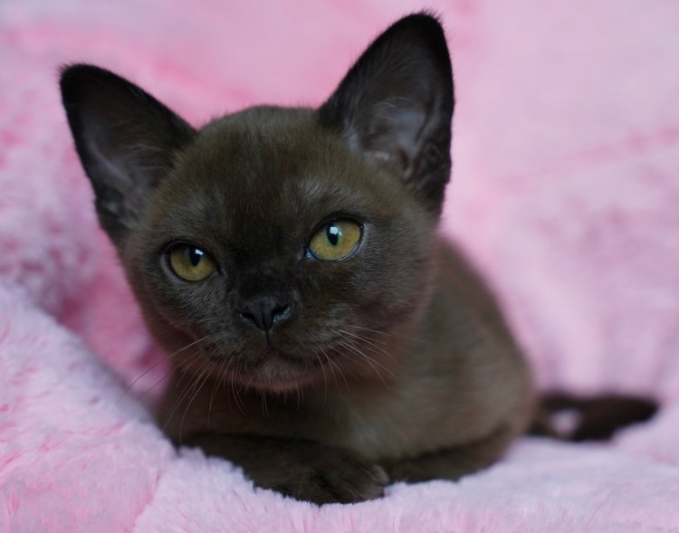 Европейская Бурма Соболь