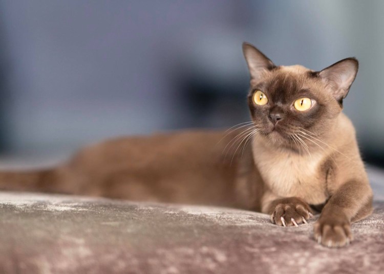 Бурманский Соболь Европейский