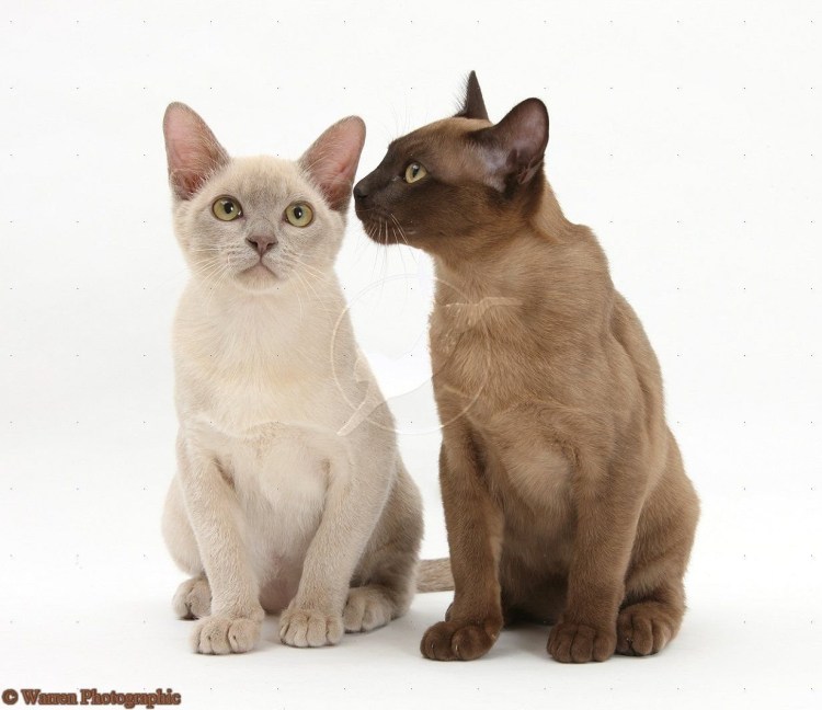 Тонкинская кошка