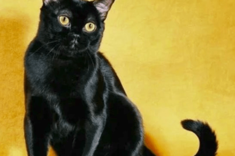 Бурманская кошка европейская Соболиная