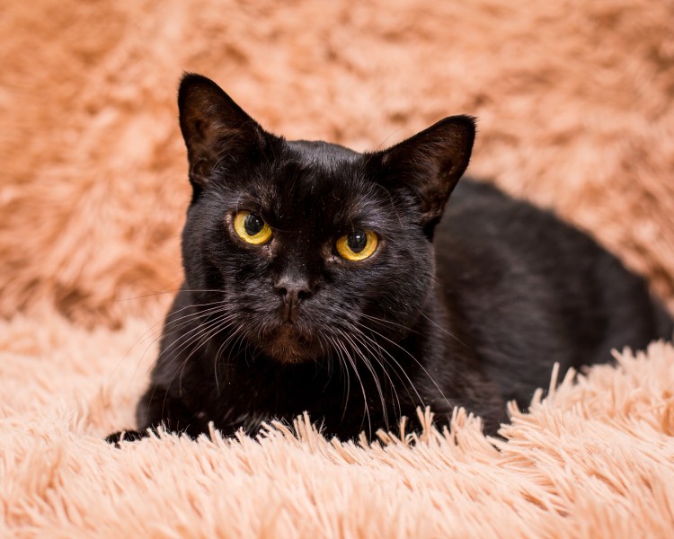 Метис бурманской кошки Блю-энд-Уайт