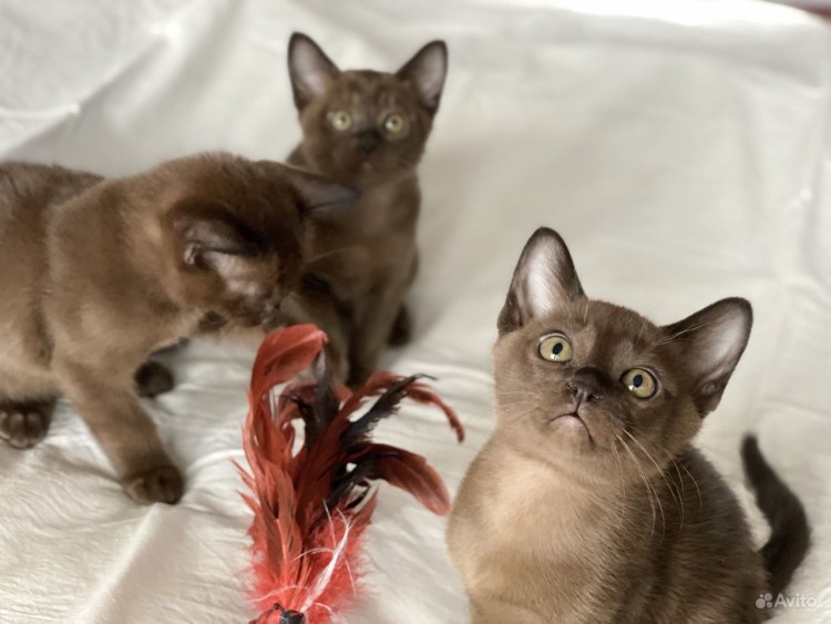 Бурманская кошка метис