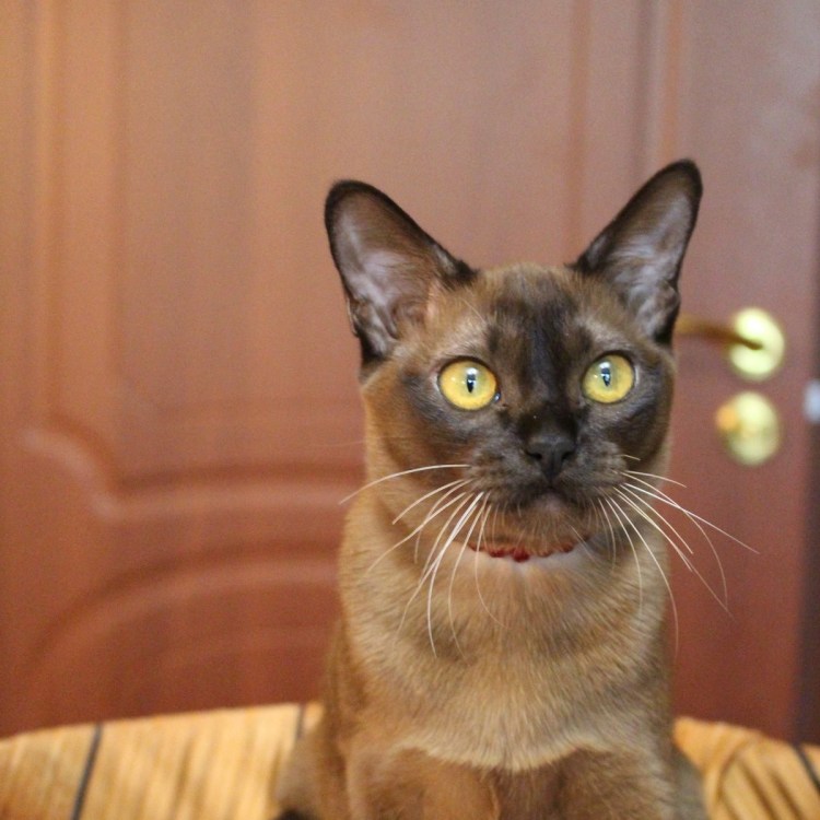 Бурманская кошка любит воду