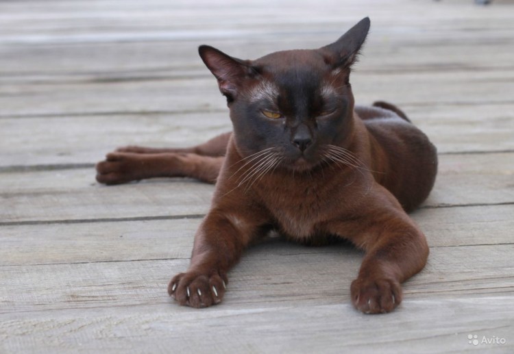 Бурма метис