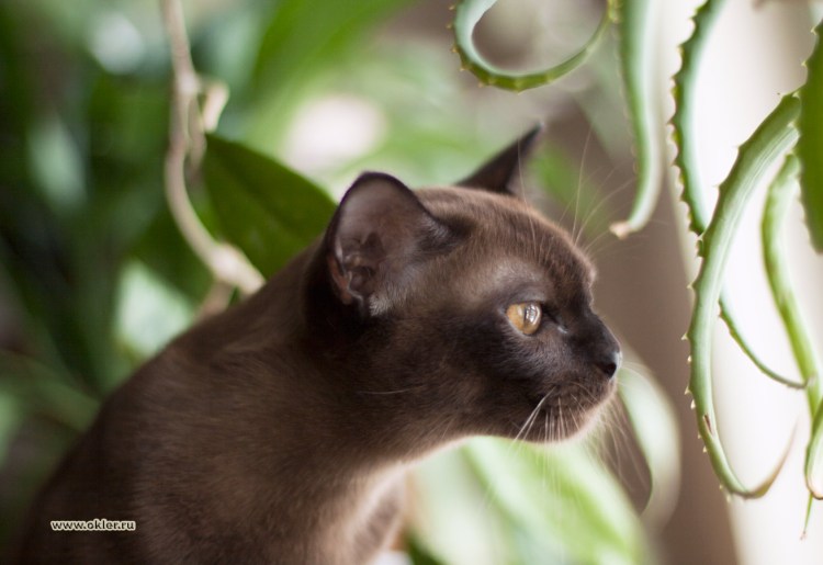 Бурма и Сиамская кошка