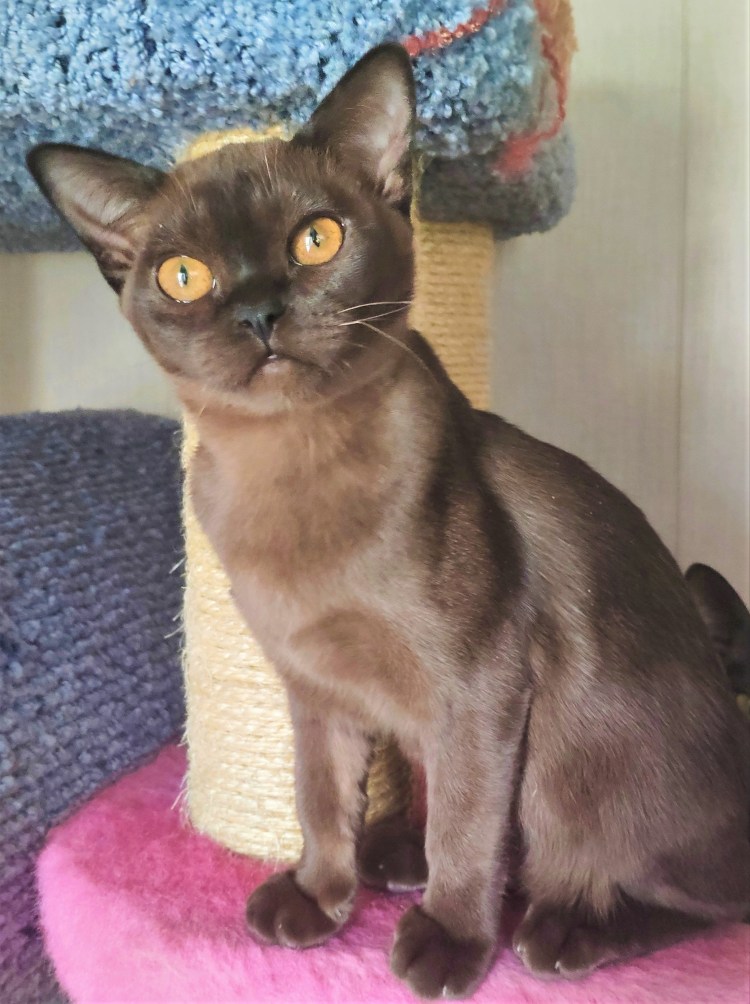 Бурманская кошка