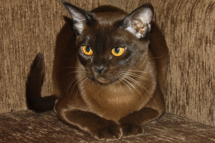 Глаза бирманских кошек