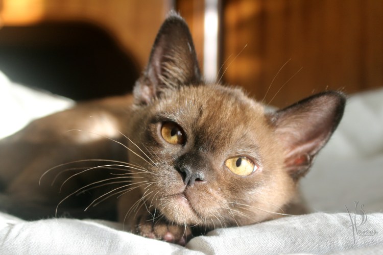 Бурманская Соболиная темная