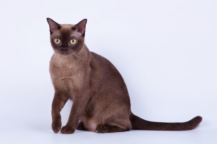 Бурманская кошка фото соболиный