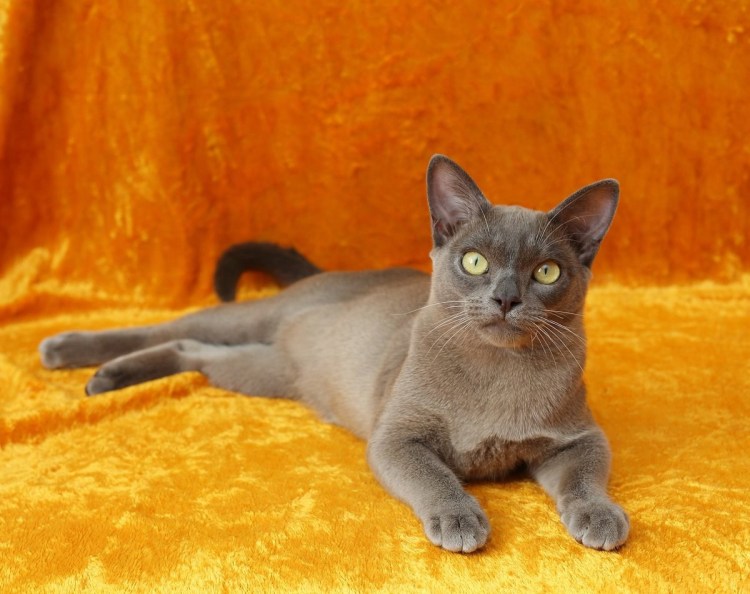 Бурманская кошка лиловая