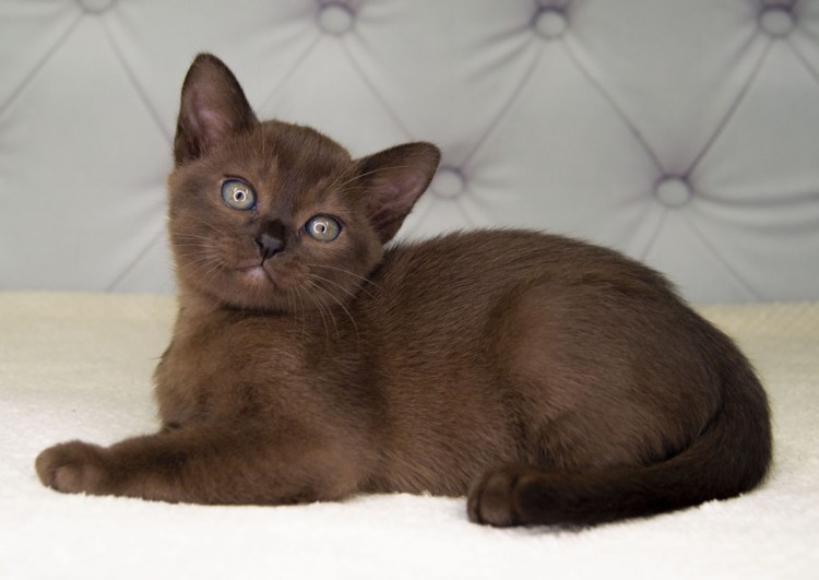 Метис бурманской кошки и европейской