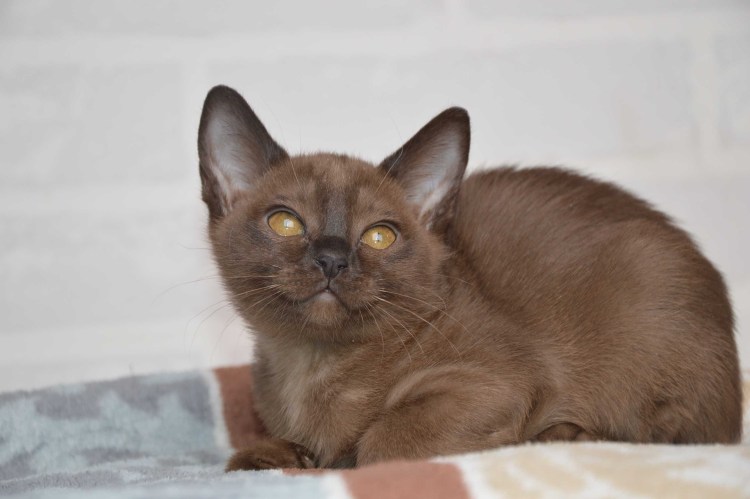 Манчкин Бурма