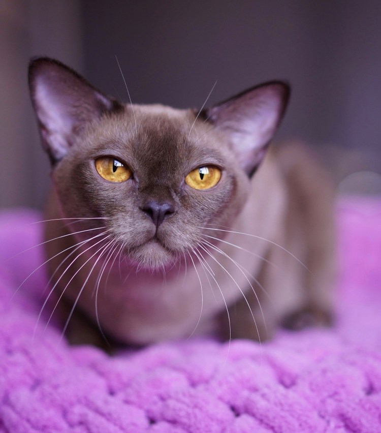 Бурманская черепаховая кошка