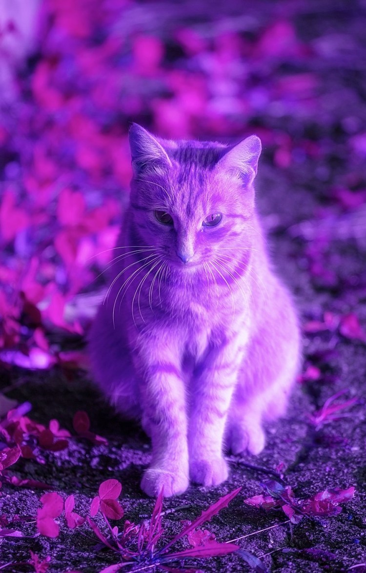 Фиолетовые коты