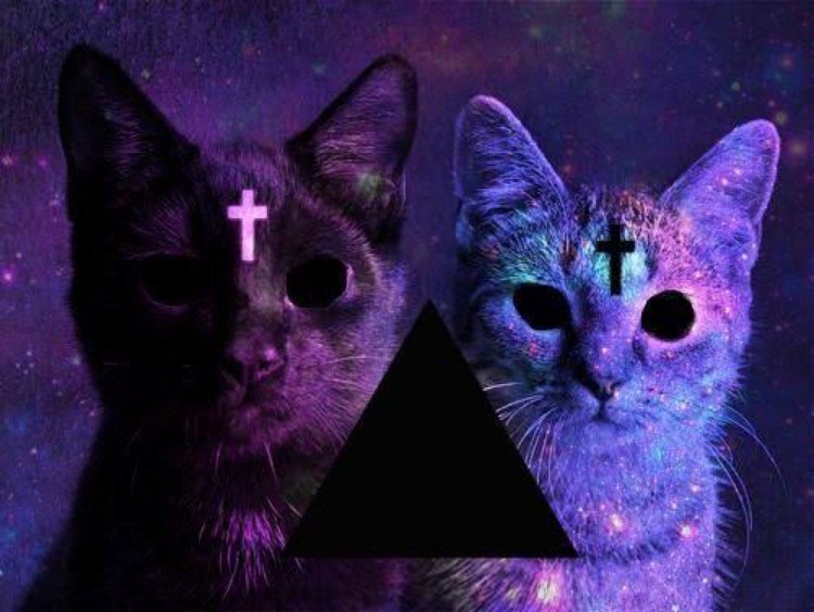 Космический кот коты Воители