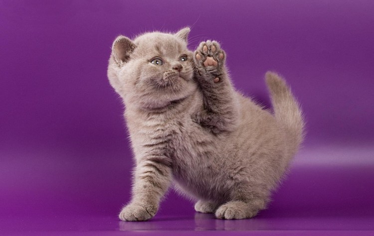 Кошка на фиолетовом фоне